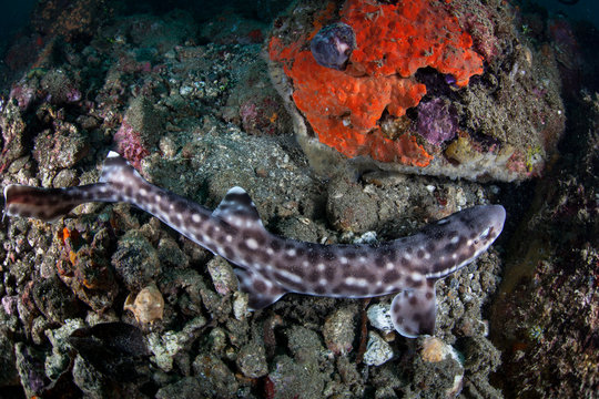 Coral Cat Shark in Indonesia