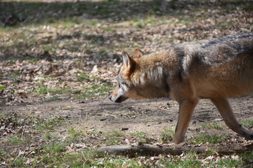 Europäischer Wolf im Wald