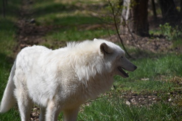 Obraz premium Tundra Wolf