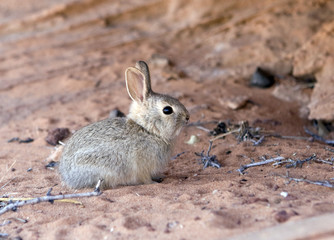 Rabbit at Arizona desert