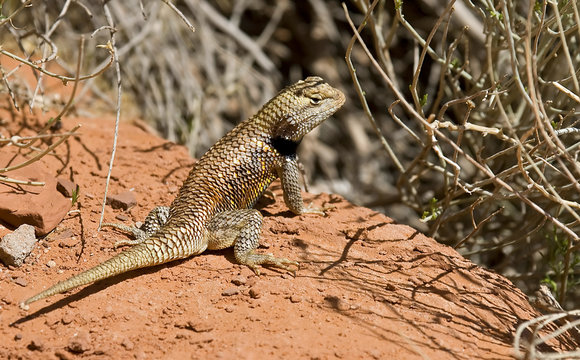 Lizard at Arizona desert Stock Photo | Adobe Stock