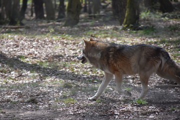 Naklejka na ściany i meble Europäischer Wolf im Wald