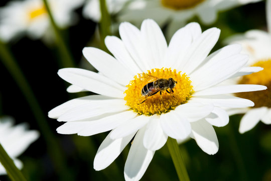 Chamomile