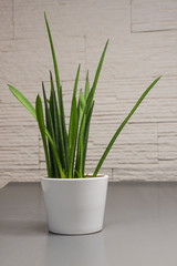 Beautiful floral decorations