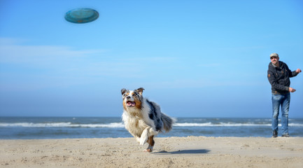 Fototapeta na wymiar Hund spielt mit einem Mann Frisbee am Strand mit Blick auf das Meer, die Sonne scheint der Himmel ist blau. 