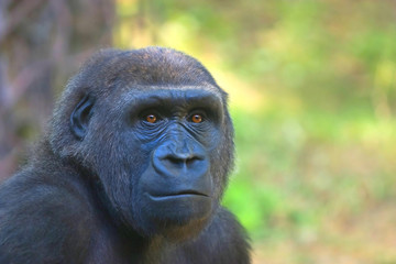 Gorilla