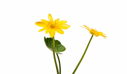 yellow spring flower isolated