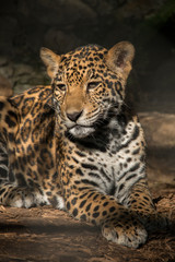 Obraz na płótnie Canvas Young Jaguar