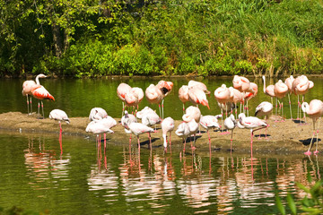 Flamingos at Lake