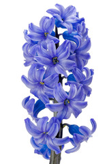 Violet Hyacinth flower