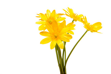yellow spring flower isolated