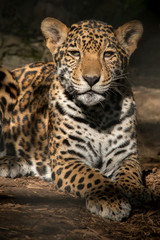 Fototapeta na wymiar Young Jaguar