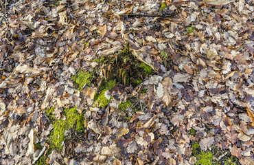 oak leaves in forest