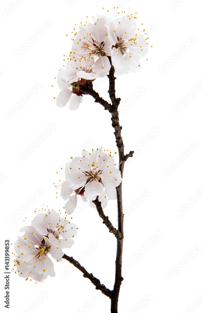 Canvas Prints Flowering apricot branch isolated