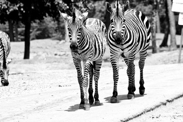 Wilking Zebras © MISHELLA