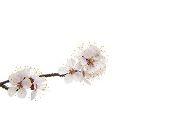 Flowering apricot branch isolated