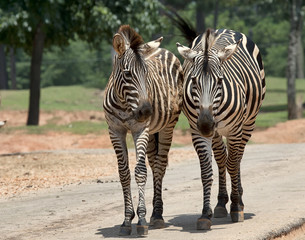 Wilking Zebras © MISHELLA