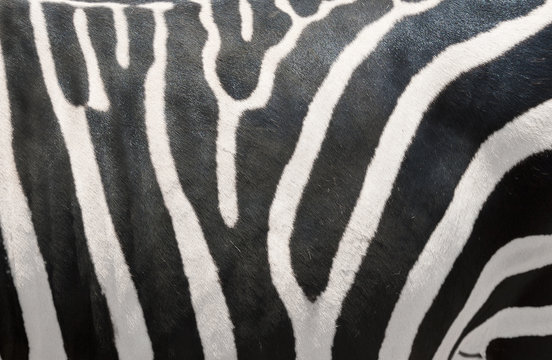 Zebras Stripes
