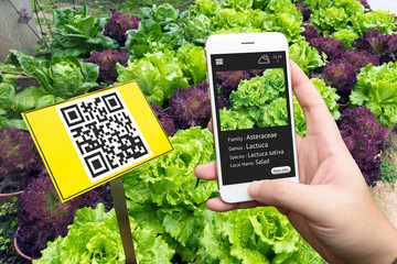 Smart agriculture, farm. Interactive QR Code Plant Tags & Signs and hand using mobile phone application detail with salad vegetable garden plan.