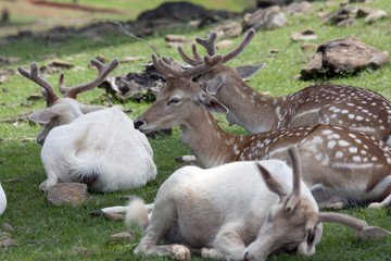 Resting Sika deer family