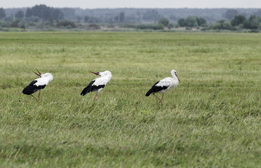 Obraz na płótnie Canvas White storks walk across the field in search of food. 