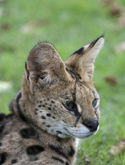 African Wild Cat