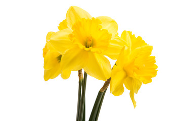 Yellow daffodil flower isolated