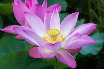Close-up Pink lotus flower in pond.