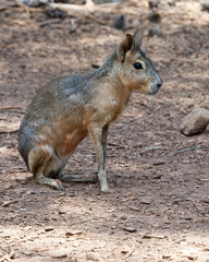 Fototapeta premium Patagonian Cavy