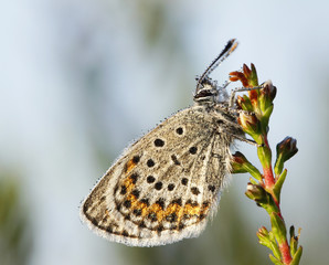 Silver studded blue butterfly Plebejus argus on common heather Calluna vulgaris in Finland.