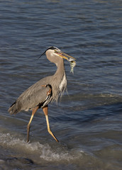 Great Blue Heron ( Ardea Herodias) walking in shallow surf after catching a fish on St. Pete Beach, Florida.