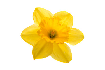 Fototapeta na wymiar Yellow daffodil flower isolated