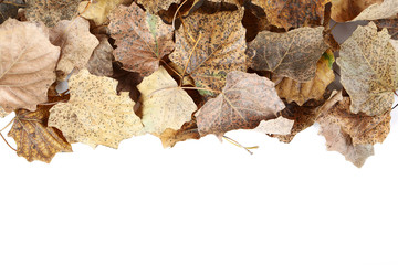 Dry leafs on a white background