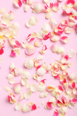 Rose petals on a pink background