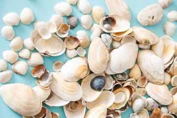 Many sea shells lie on a blue background