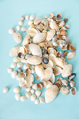 Many sea shells lie on a blue background