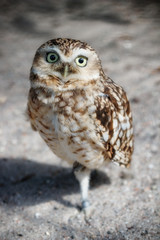 Funny Burrowing owl (Speotyto cunicularia)