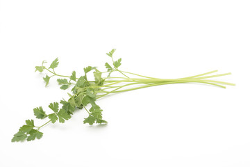 Perejil fresco sobre fondo blanco