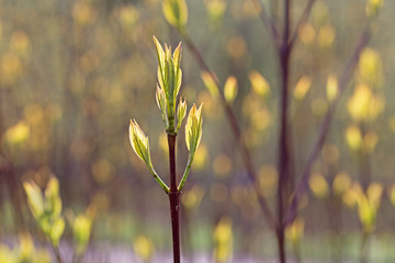 Backlit fresh pale green shoots of new leaves on trees at Springtime with soft-focus bokeh leaves in the background