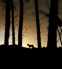 Silhouette of a solitary horse on the horizon amongst silhouette of tree trunks at sunrise with orange sky.