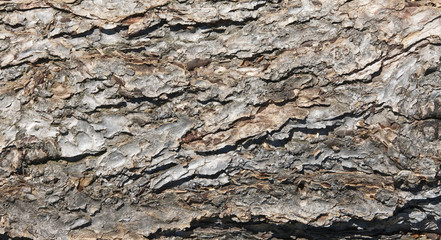Tree trunk
