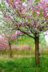 Fototapeta premium japanese cherry blossoms
