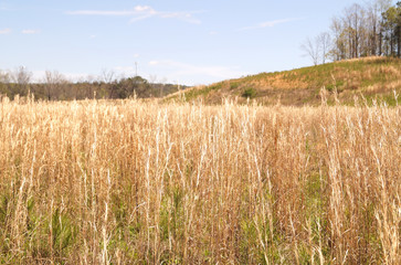 Photo of yellow wheat field on the hills with sunny blue sky. Spring close up photo of grass and trees on the background