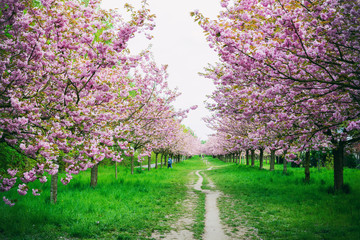 japanese cherry blossoms