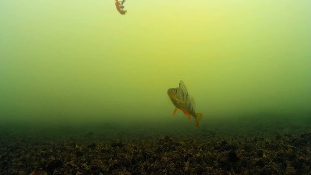 Fishing on the river, video fish under the water
