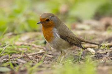 Robin