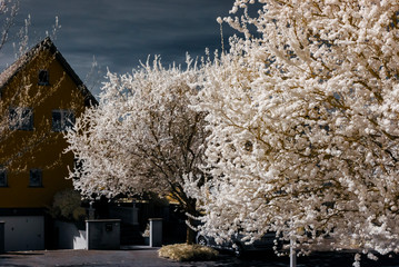 Sakura flowering in infra red view