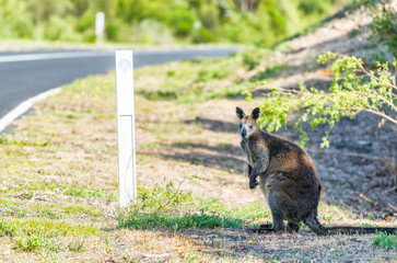 Australian Kangaroo along the forest, Australia