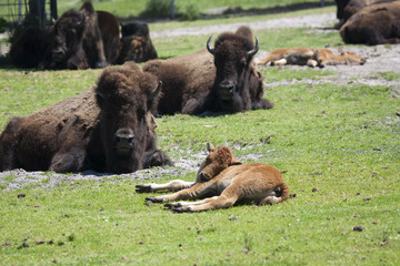 Fototapeta premium Bison Sanding in a green field