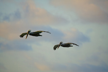 Pelicans looking for their pray